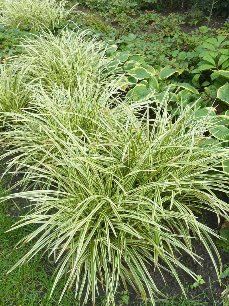 Осока Морроу (Carex morrowii )