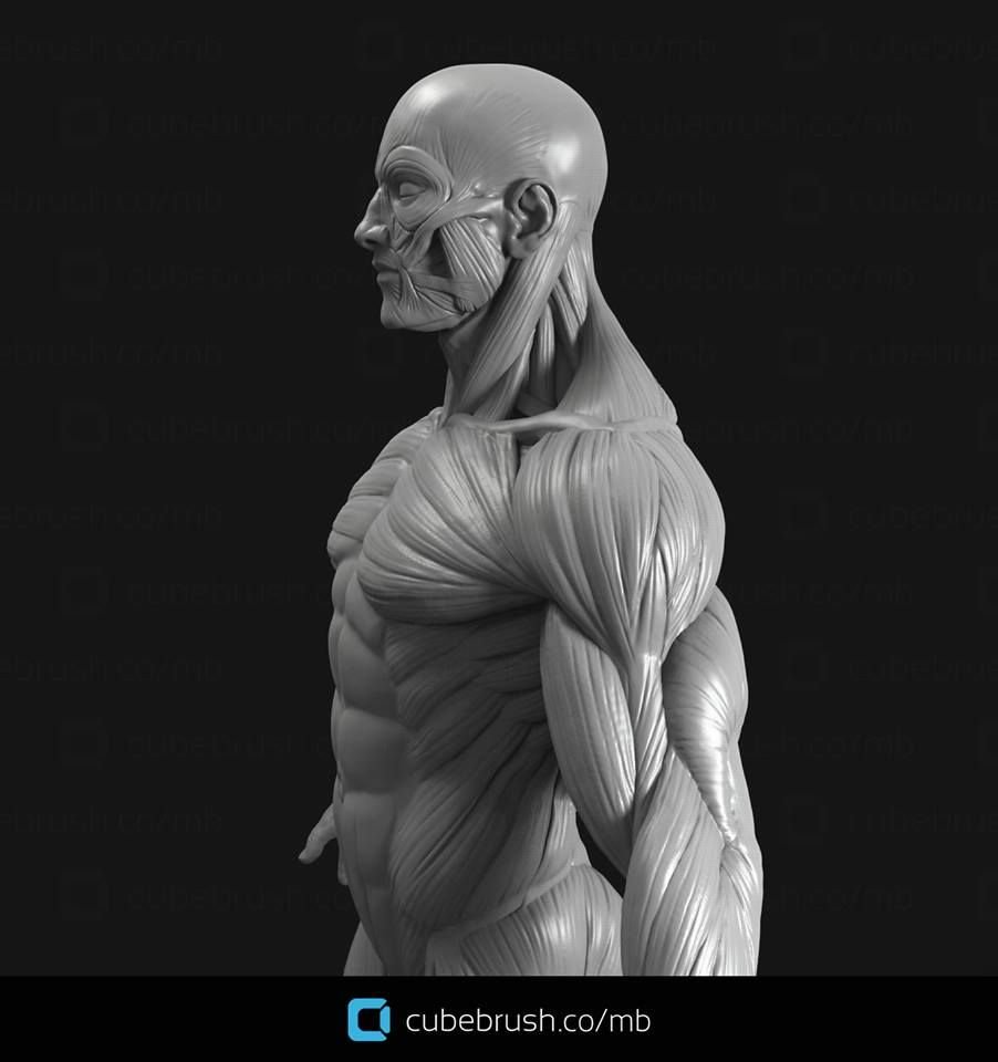 Экорше Гудона фигура 3d