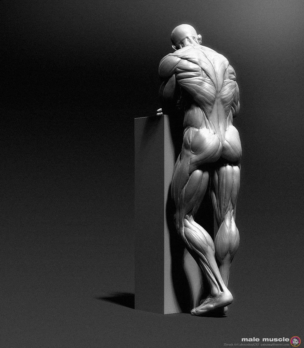 Анатомия человека для 3d скульптинга