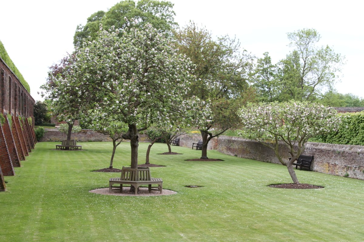 Яблоня Malus крона