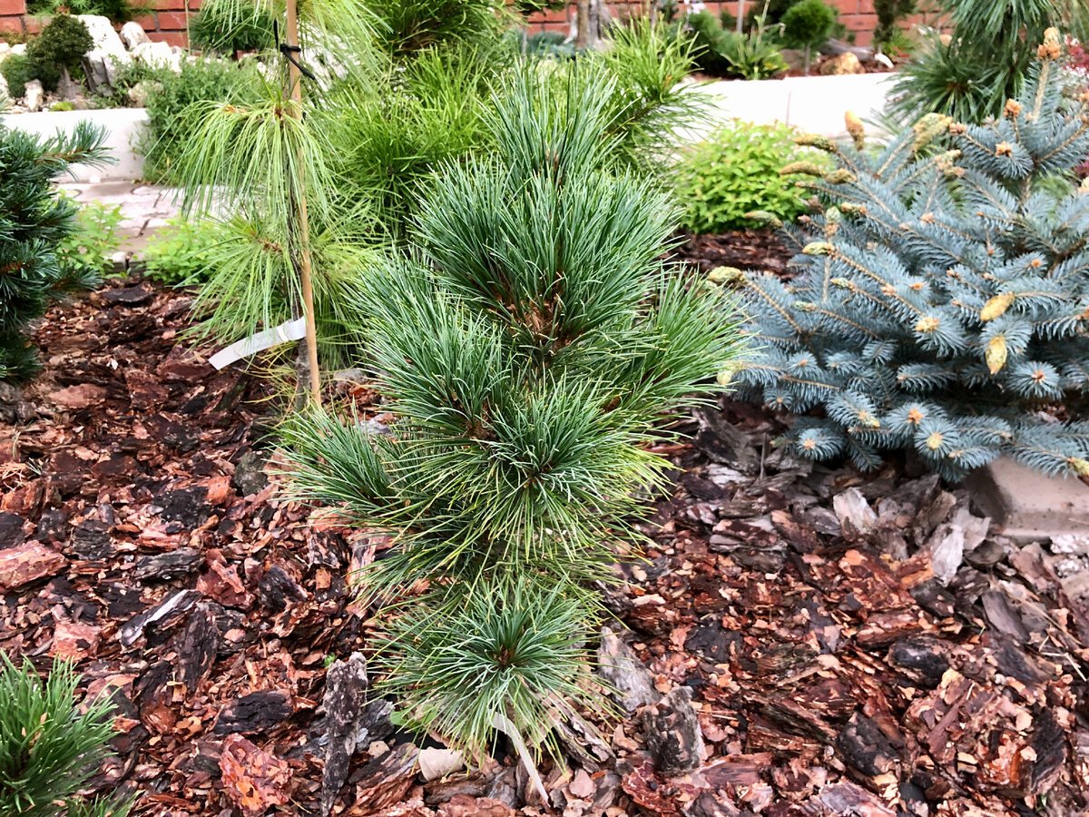 Pinus Cembra