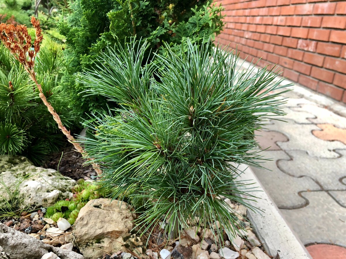 Pinus Cembra х sibirica Эльвира