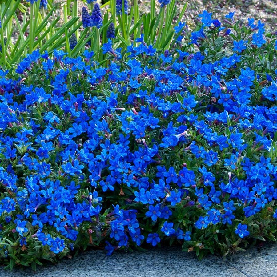Литодора Heavenly Blue