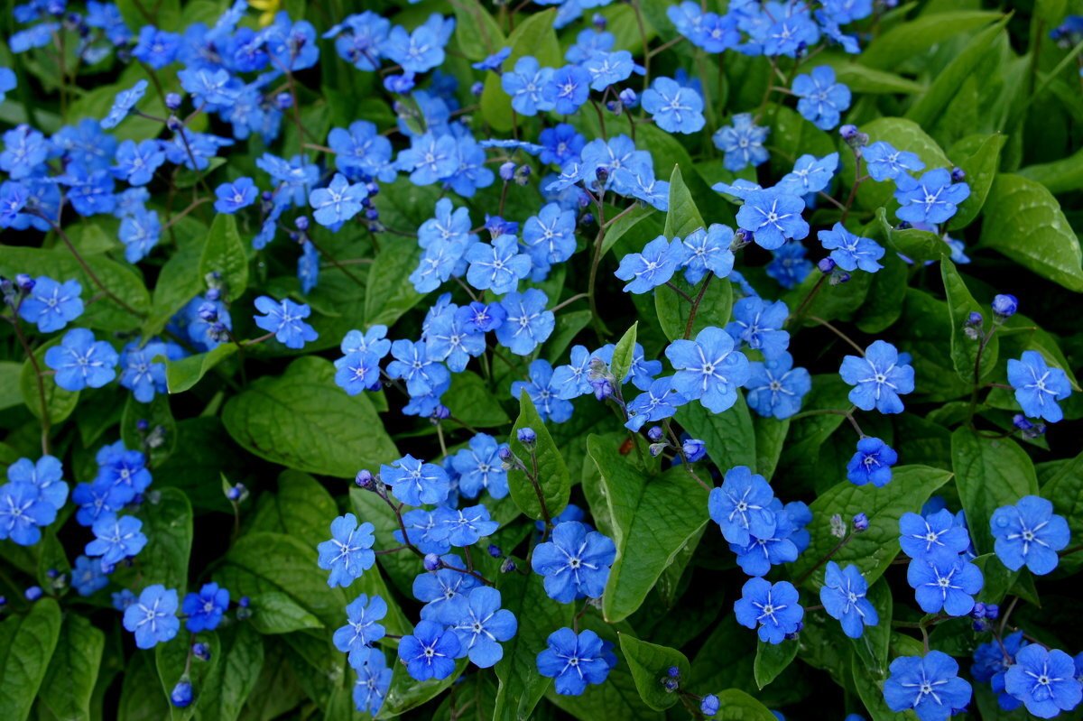 Пупочник весенний omphalodes Verna