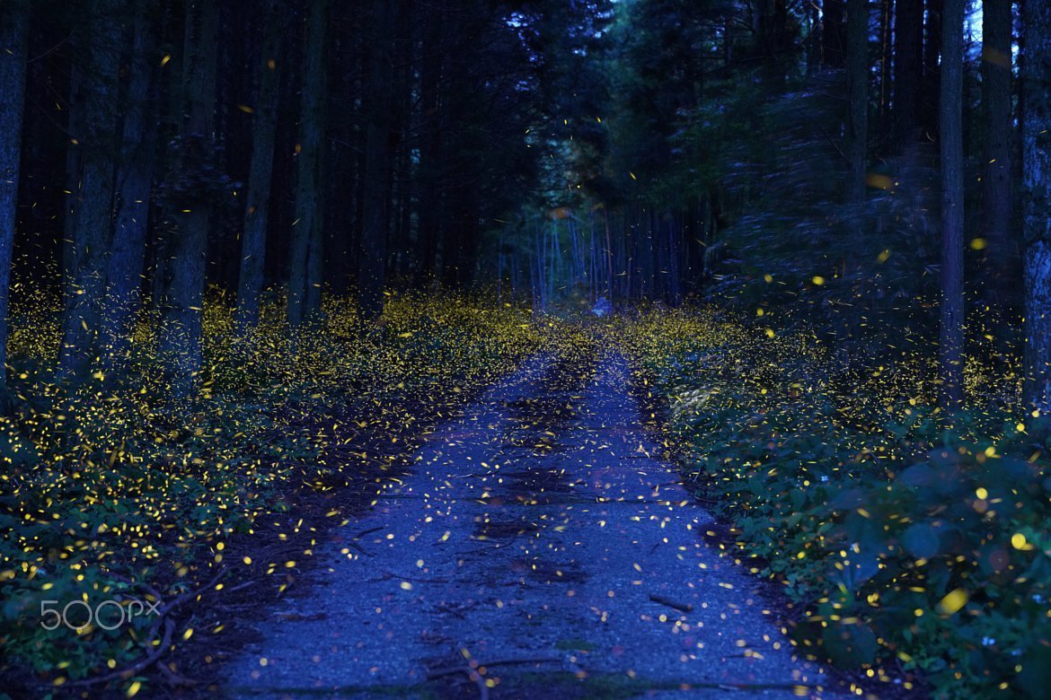 Светлячки Коржонов