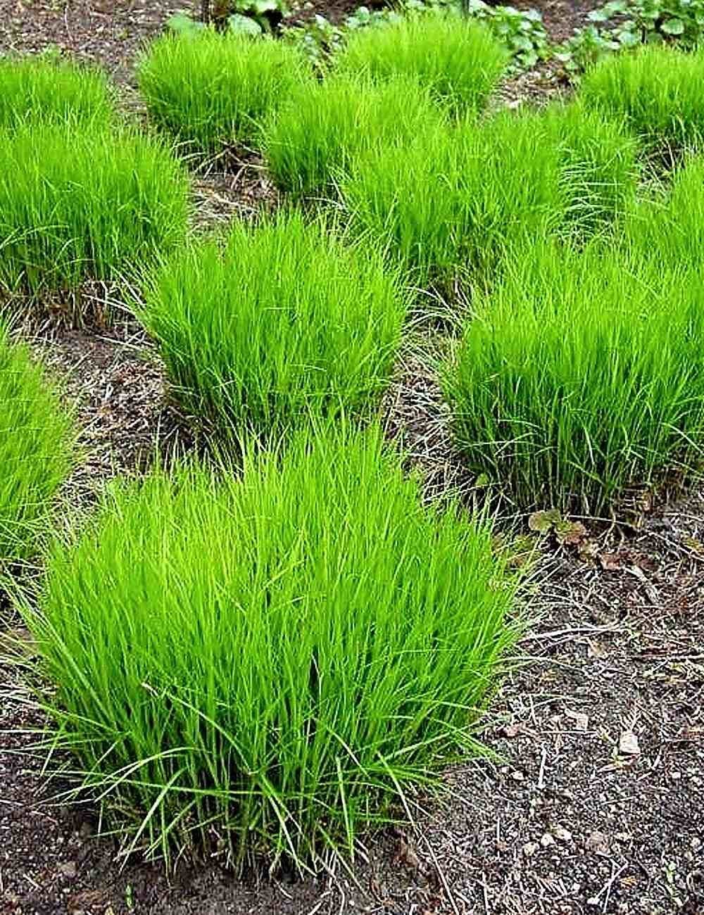 Осока пальмолистная Carex muskingumensis