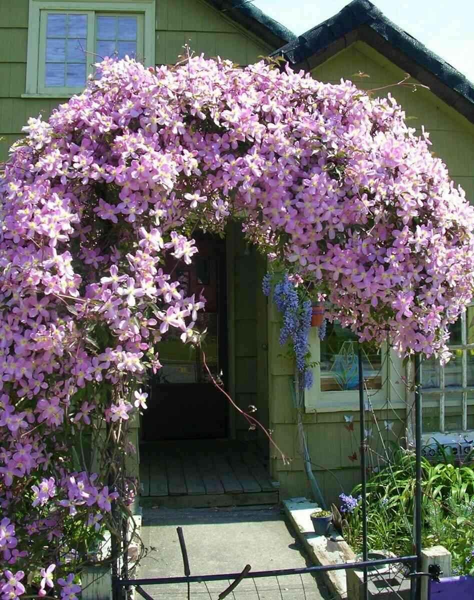 Клематис Рубенс горный