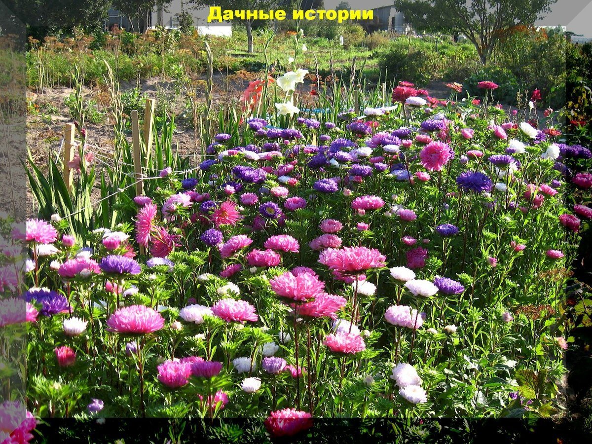 Королевская клумба Астра Сидония
