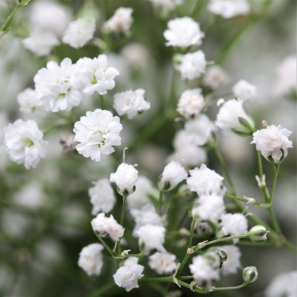 Гипсофила метельчатая (Gypsophila paniculata)