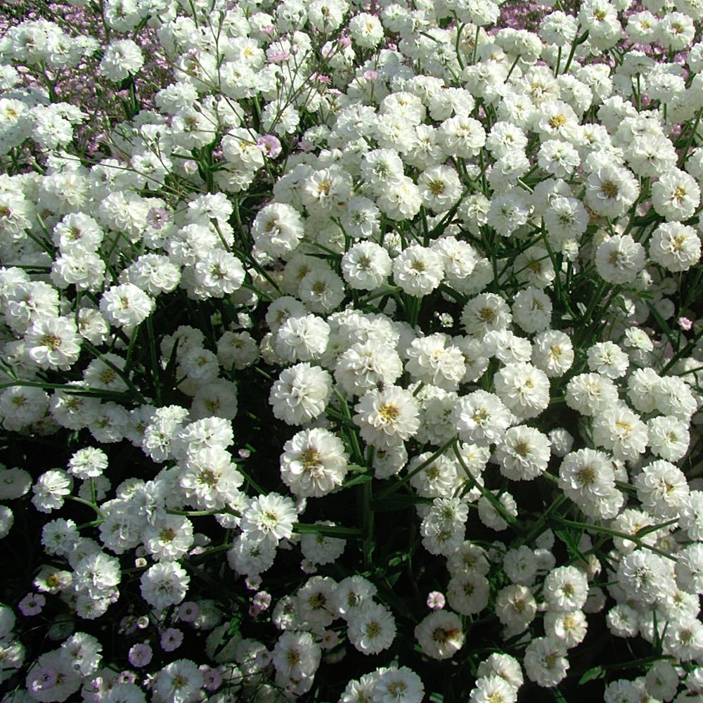 Тысячелистник птармика (Achillea ptarmica)