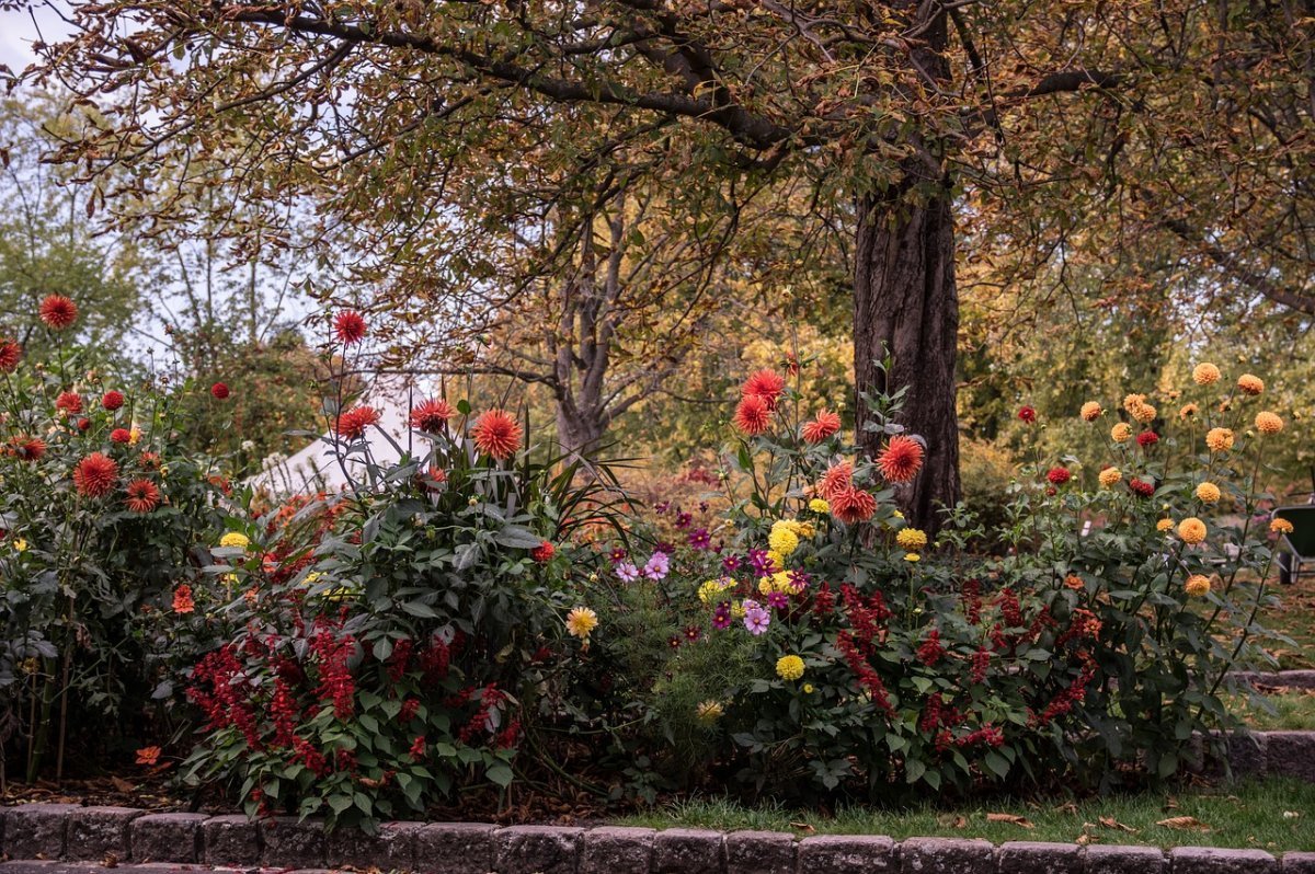 Осенние цветы в саду