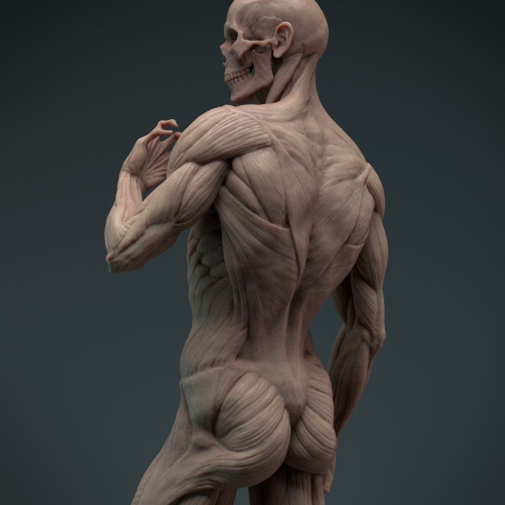 Экорше Микеланджело