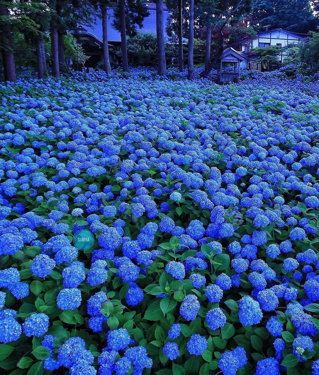Синие растения для сада