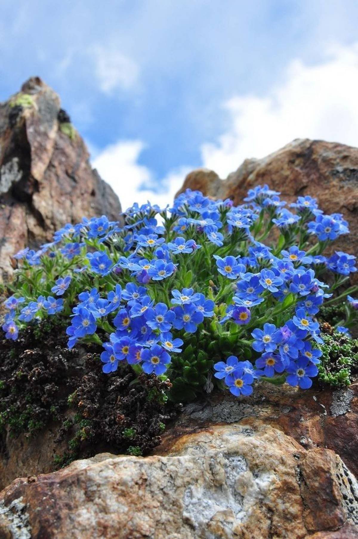 Eritrichium Nanum