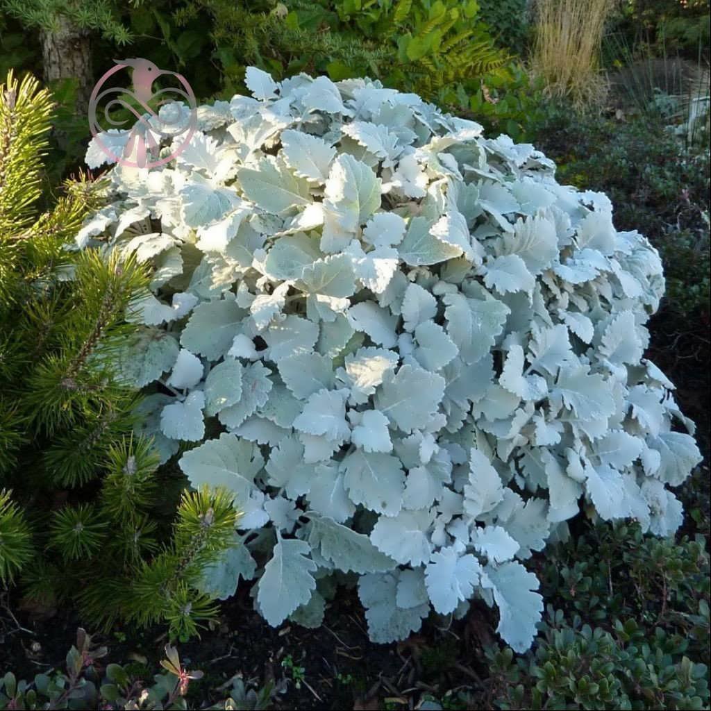 Цинерария Приморская (Senecio cineraria)