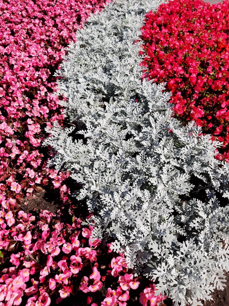 Цинерария Приморская cineraria maritima