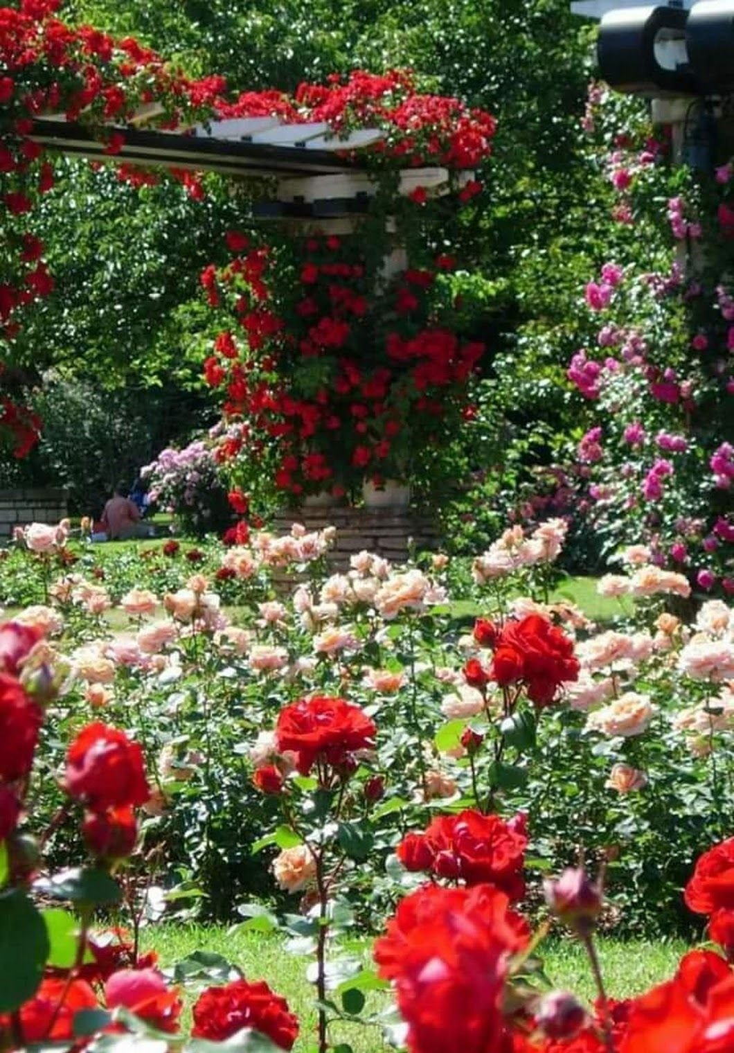 Rose Garden. Розарий.