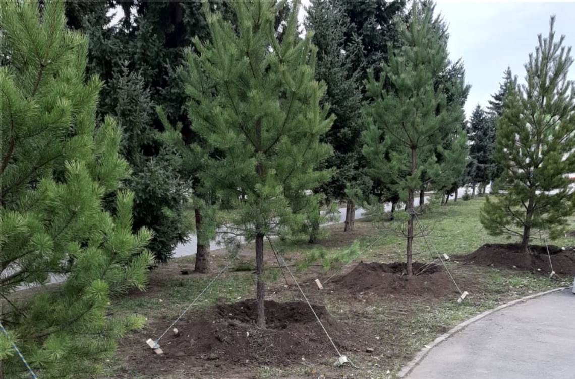 Тобольск кедры