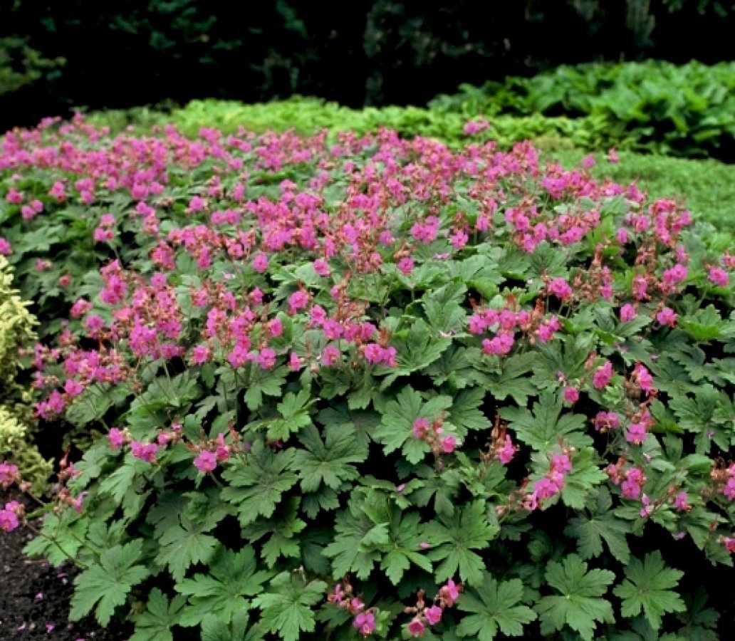 Герань крупнокорневищная Geranium macrorrhizum