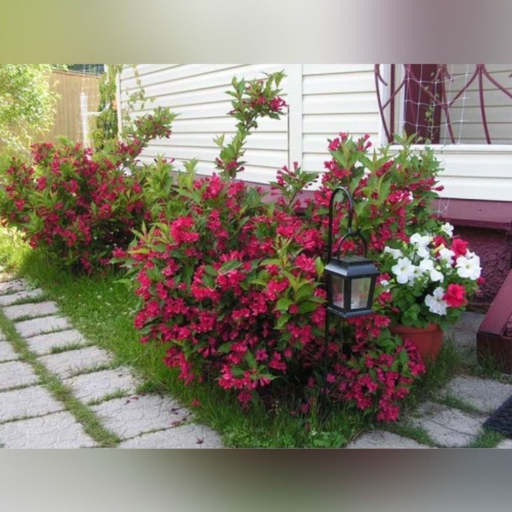 Вейгела Цветущая ева Ратке