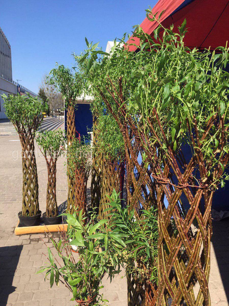 Ива плетеная датские корни (Salix viminalis)