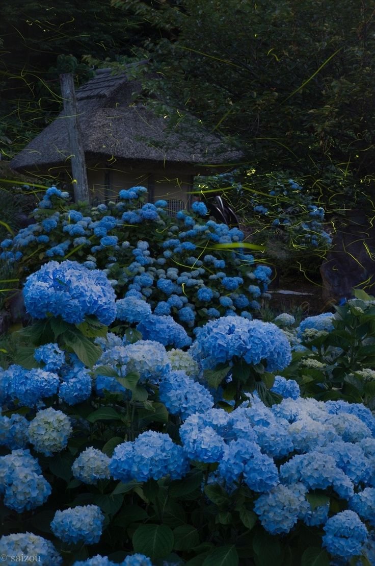 Кимоно с гортензией