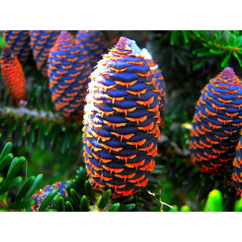 Ель Abies Koreana