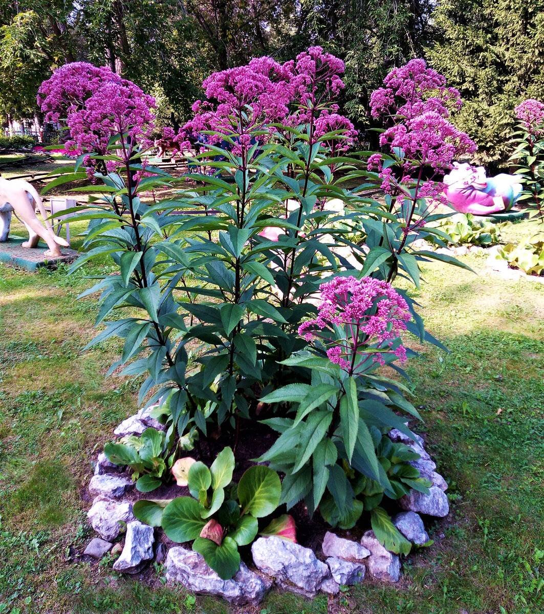 Посконник пятнистый (Eupatorium maculatum)