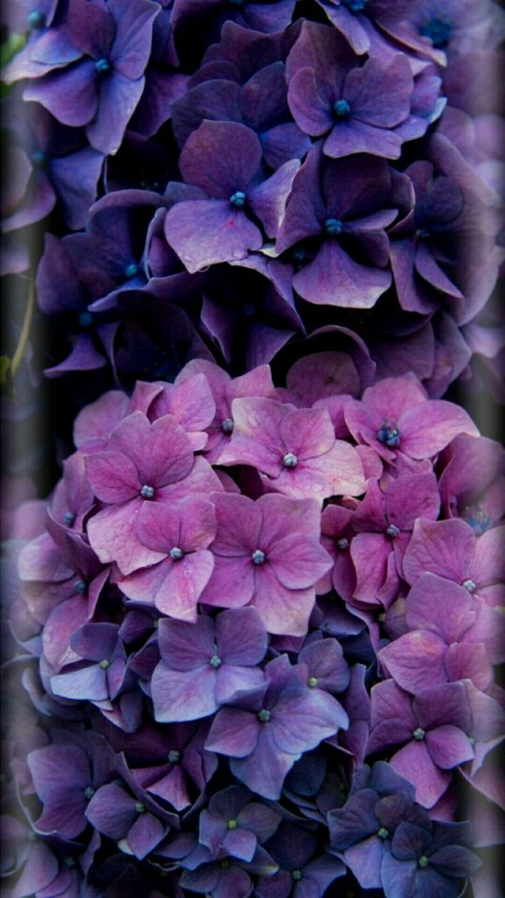 Гортензия крупнолистная Purple