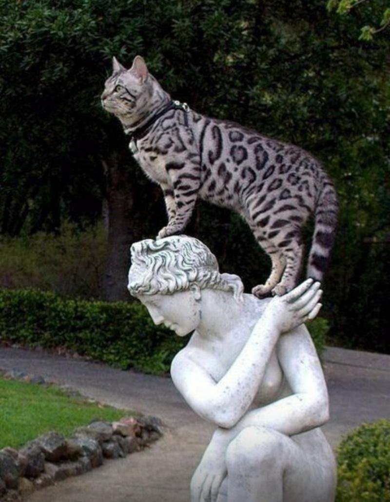 Скульптуры и живые коты