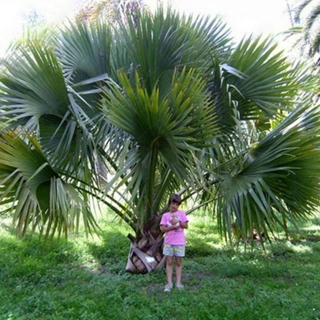 Sabal bermudana