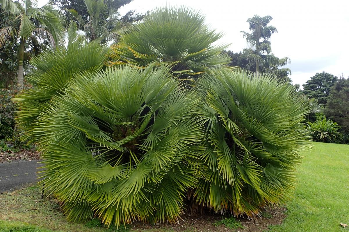 Хамеропс приземистый Chamaerops humilis