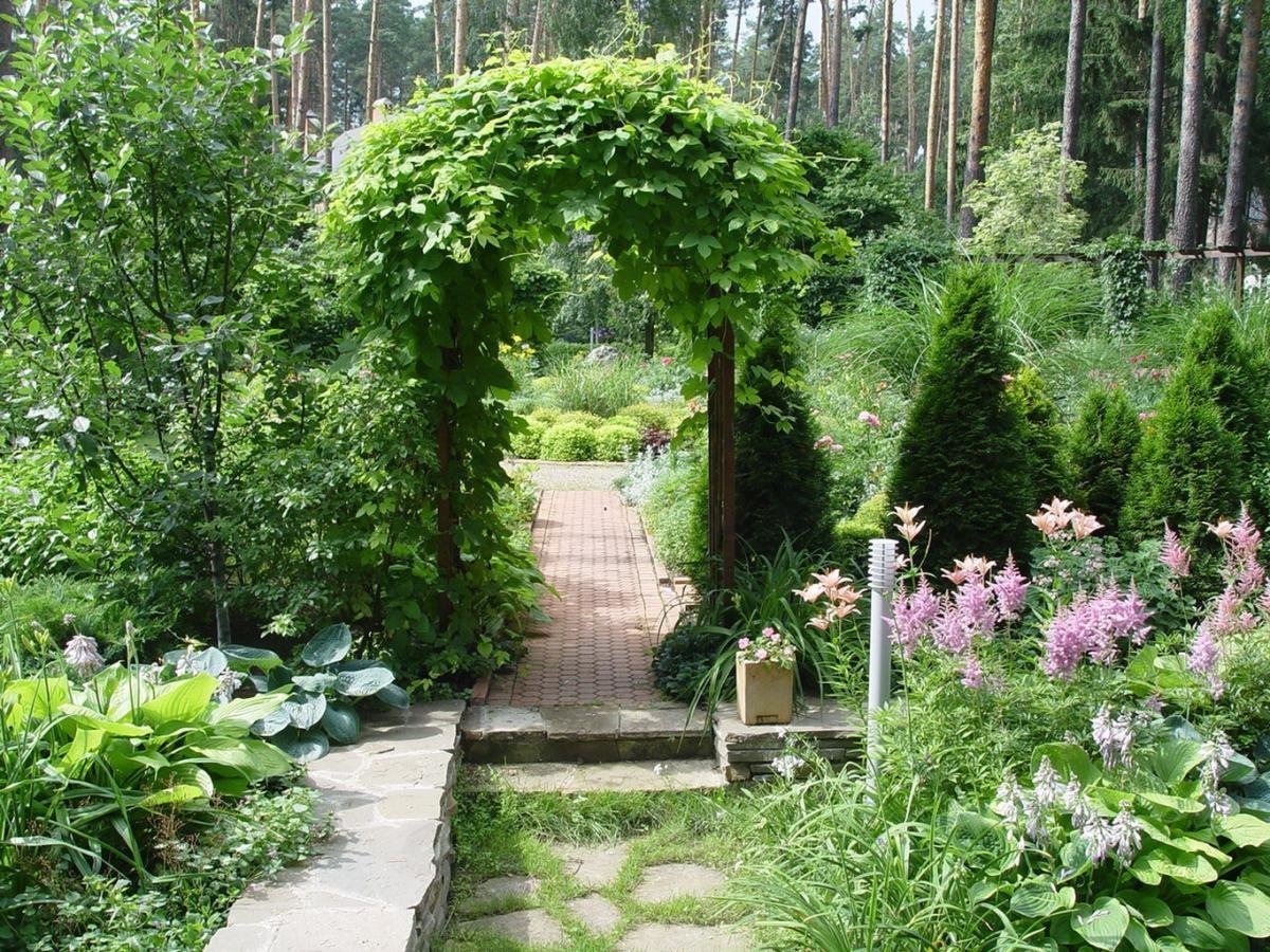 Зеленая арка в саду