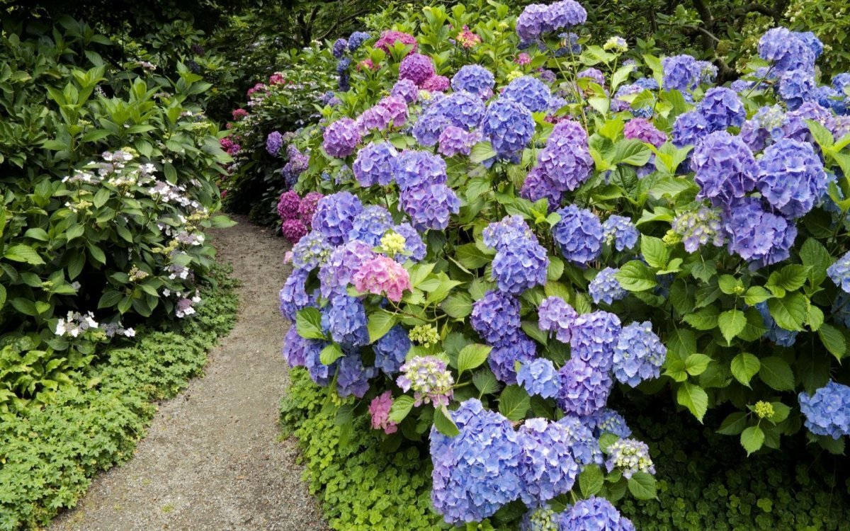 Крупнолистные : Hydrangea macrophylla Endless Summer Original. Гортензия крупнол