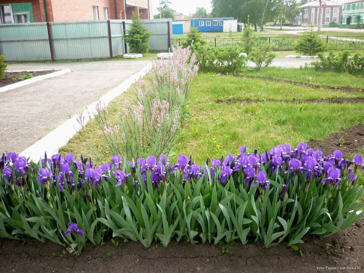 Ирисы в рабатке