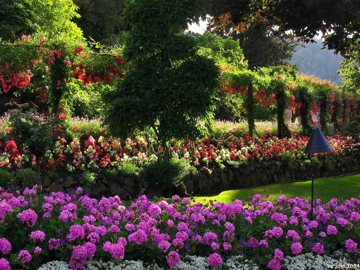 Кенсингтон Гарденс Kensington Gardens роза