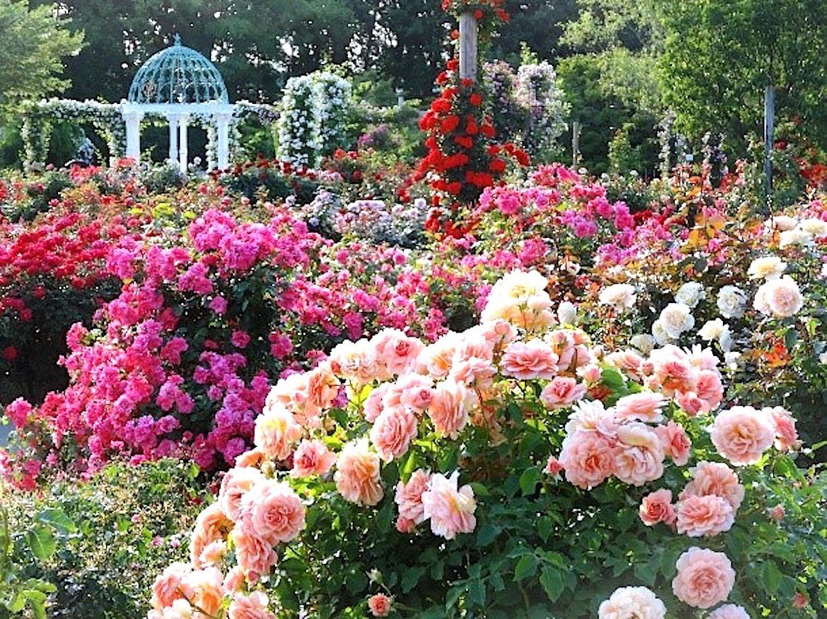 Сад роз Keisei