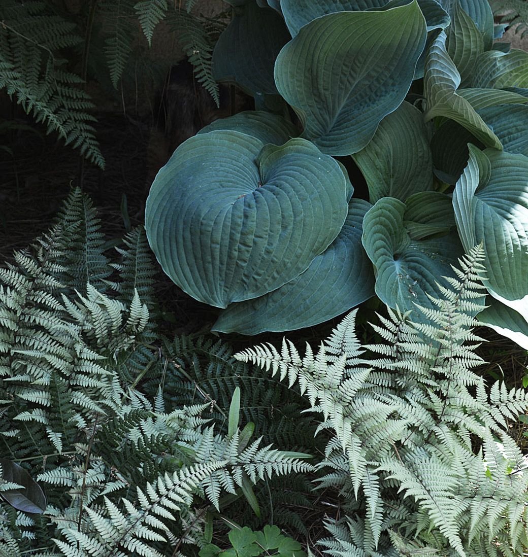Хоста Hosta sieboldiana elegans