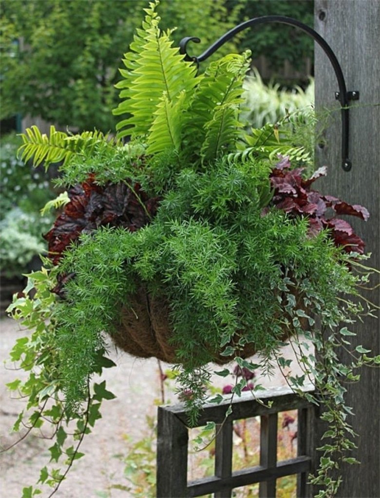 Папоротник Лесной ампельный куст