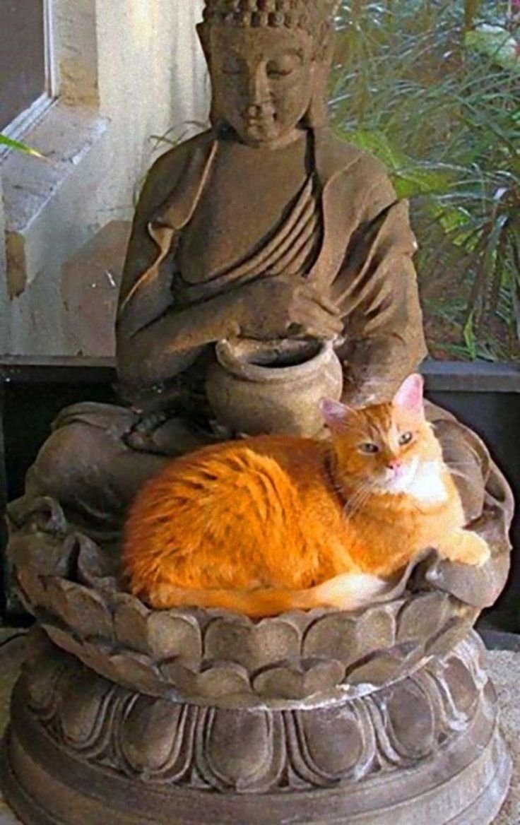 Кошка Будда
