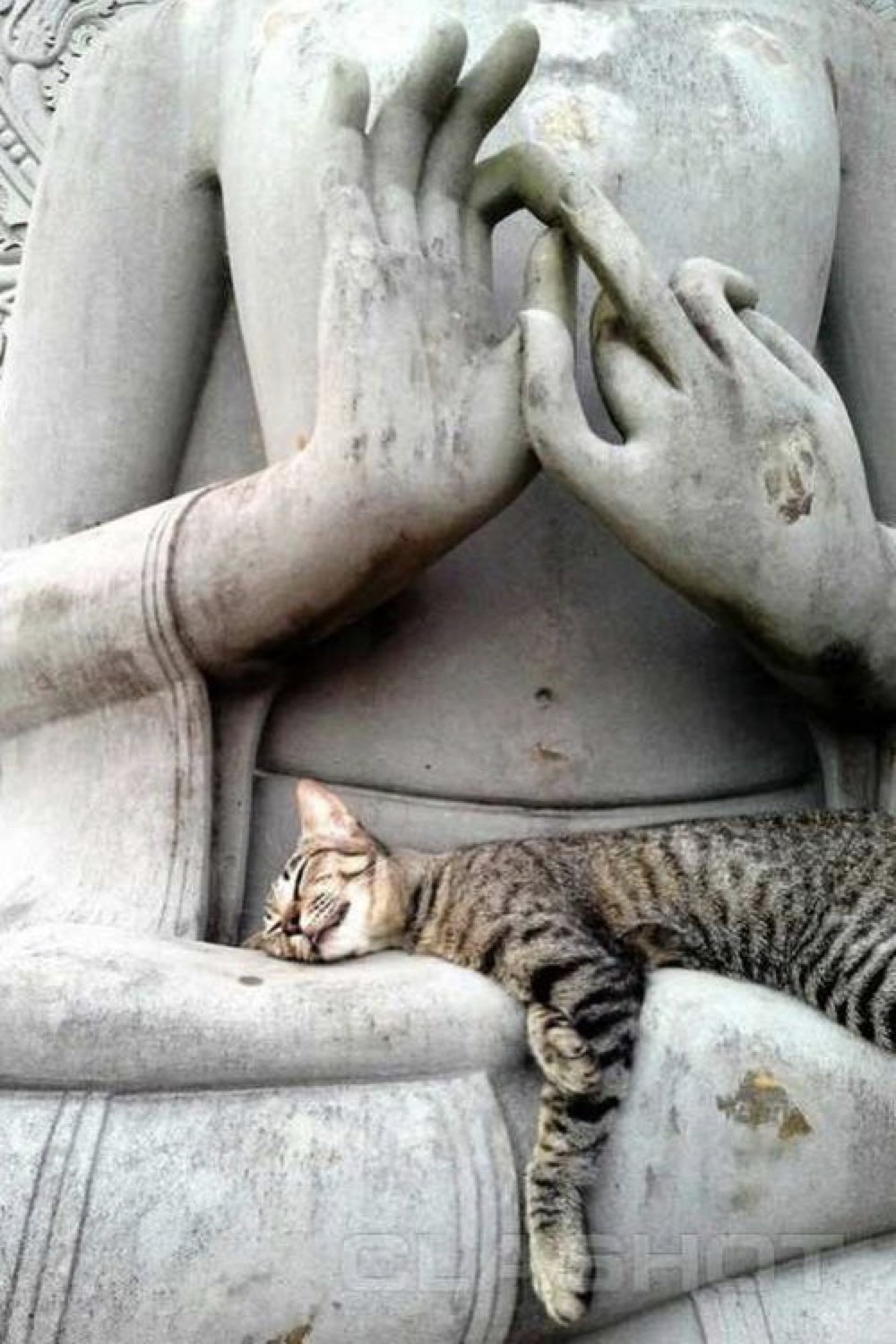 Кот буддист