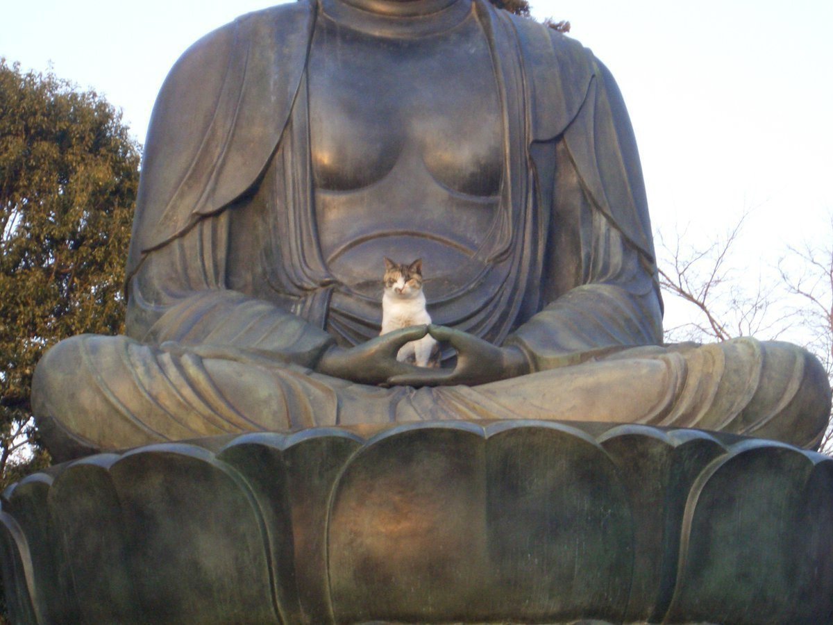 Кошка Будда