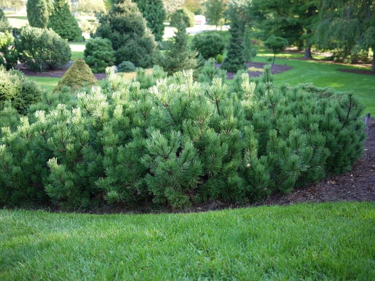 Pinus mugo Thomas