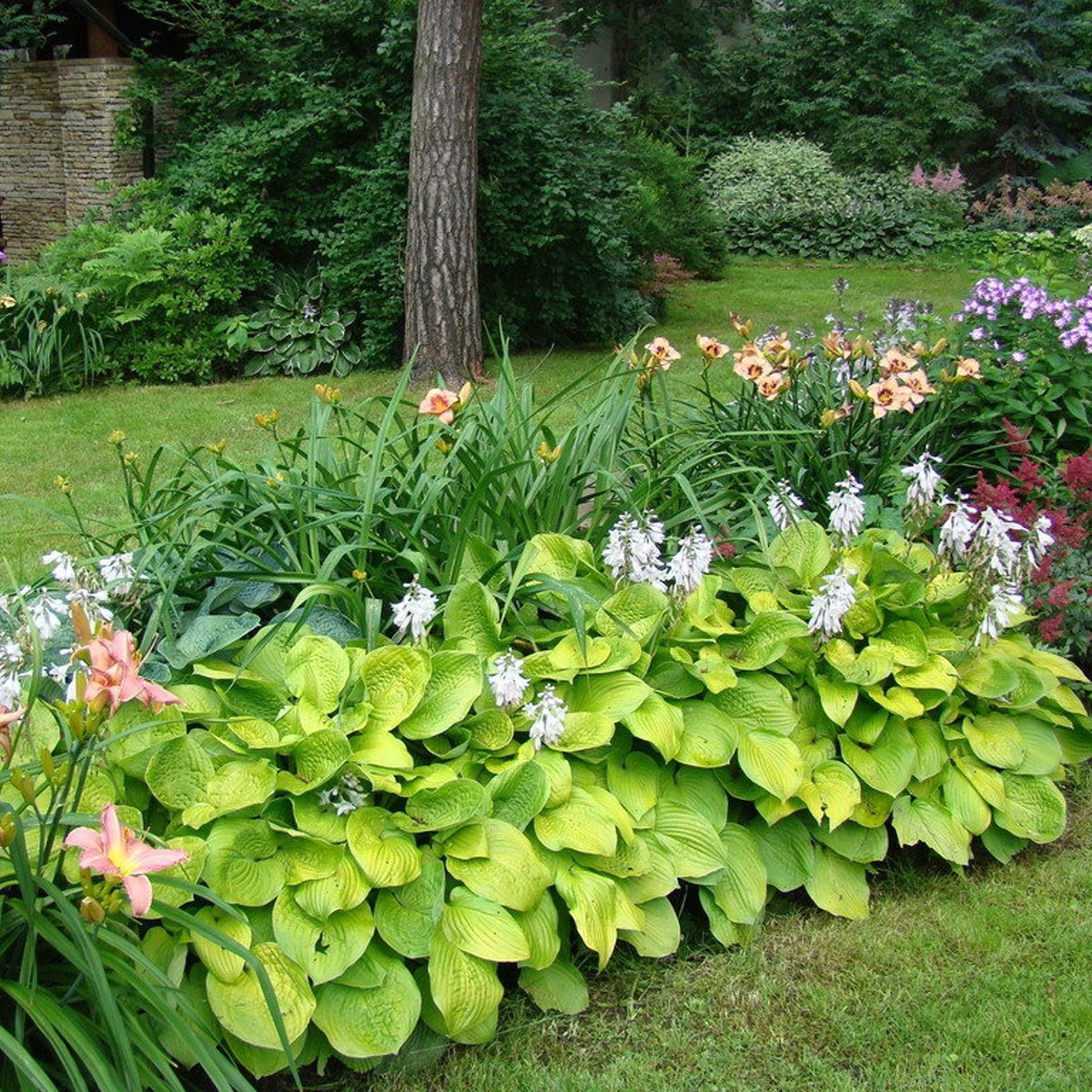 Высокие цветы для тенистого сада