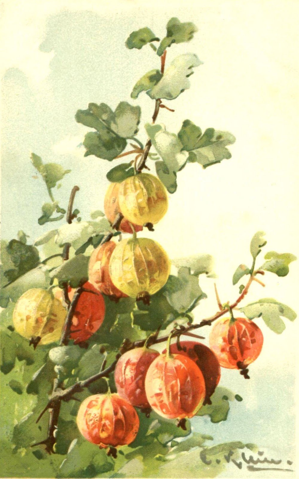 Катарина Кляйн крыжовник