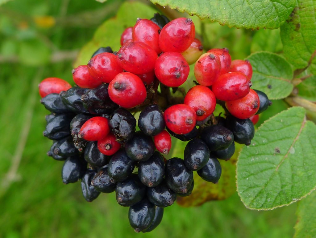 Калина гордовина Viburnum Lantana