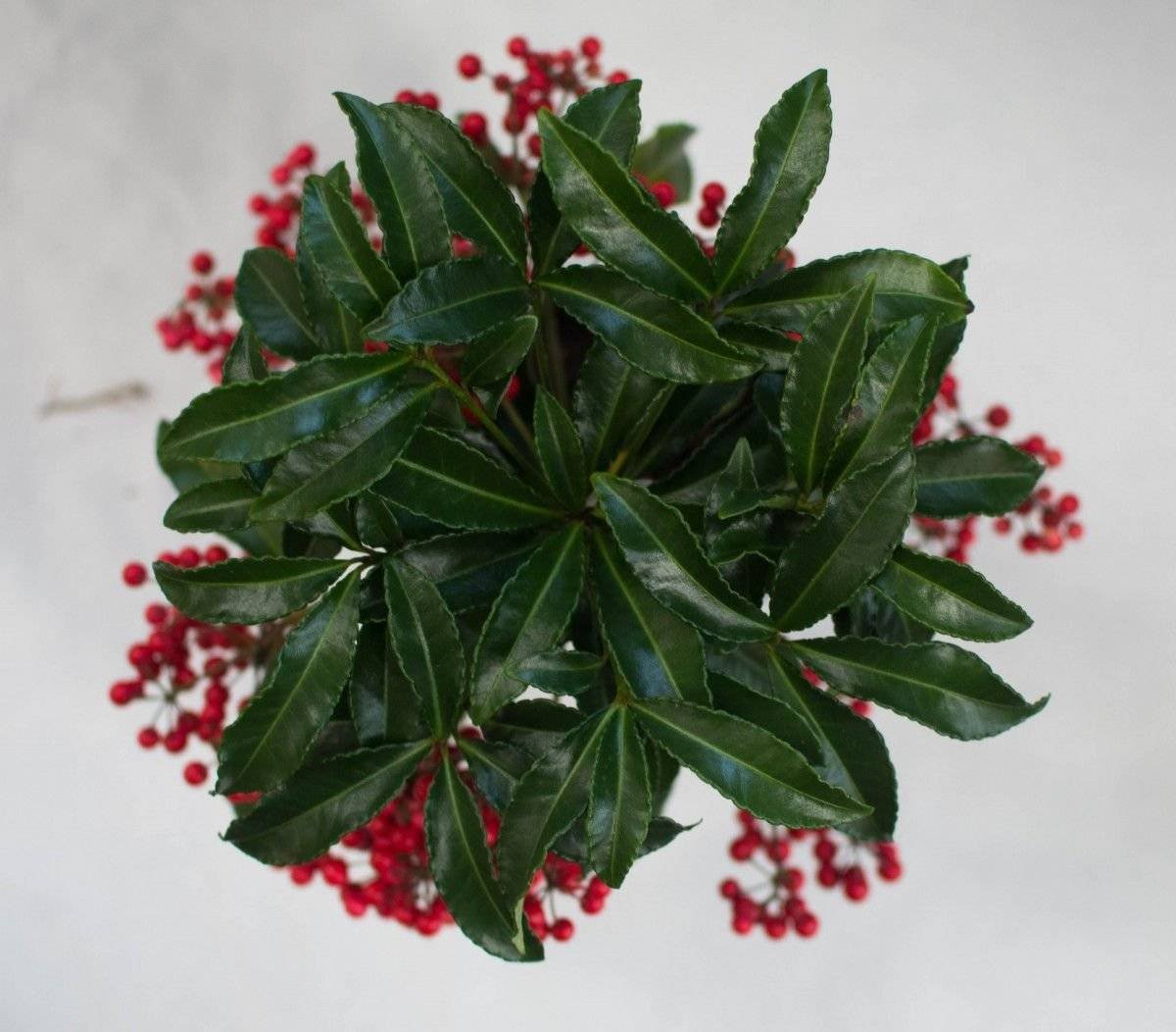 Ardisia crenata