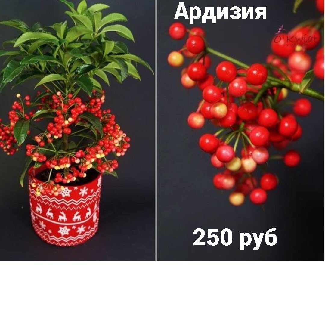 Ягоды ардизии
