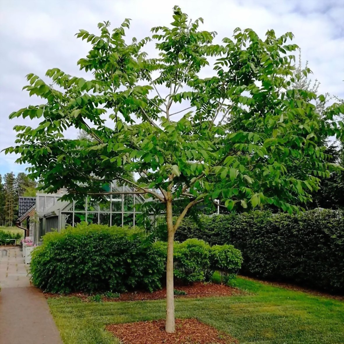 Орех маньчжурский (Juglans nigra l.)