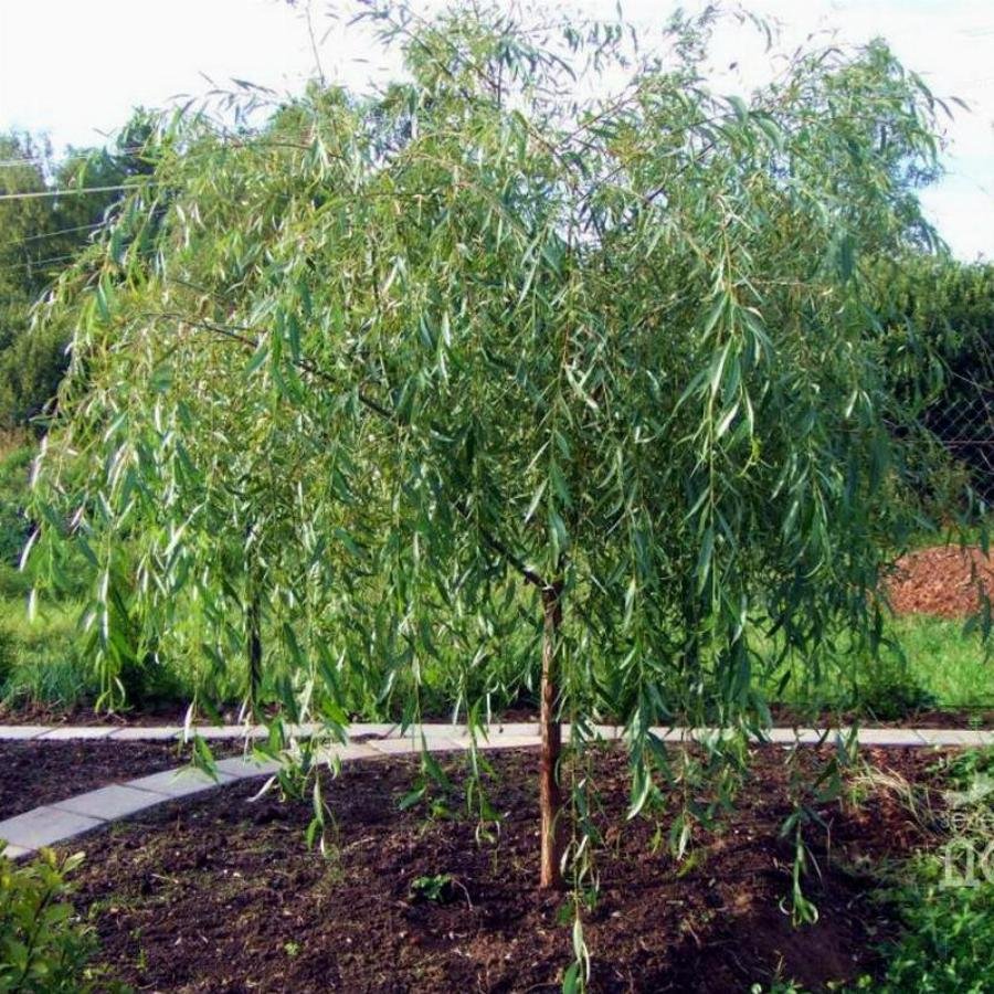 Ива # Salix Плакучий Гном